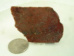 Picture of dinosaur bone rough material.